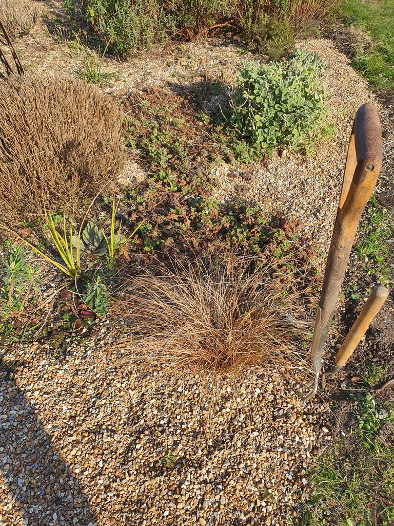 MLaurenceDesign's tweet image. Border pruning done and some gravel mulch top-up. Ready for Spring growth...C&apos;mon!
#Springpruning #ready4Spring #Springgrowth #gravelgardening #drygarden #dryplanting #gravelgarden #loveplants #plantingdesign #gardendesign #gardendesigner #gardendesignsussex #Mediterraneanplants