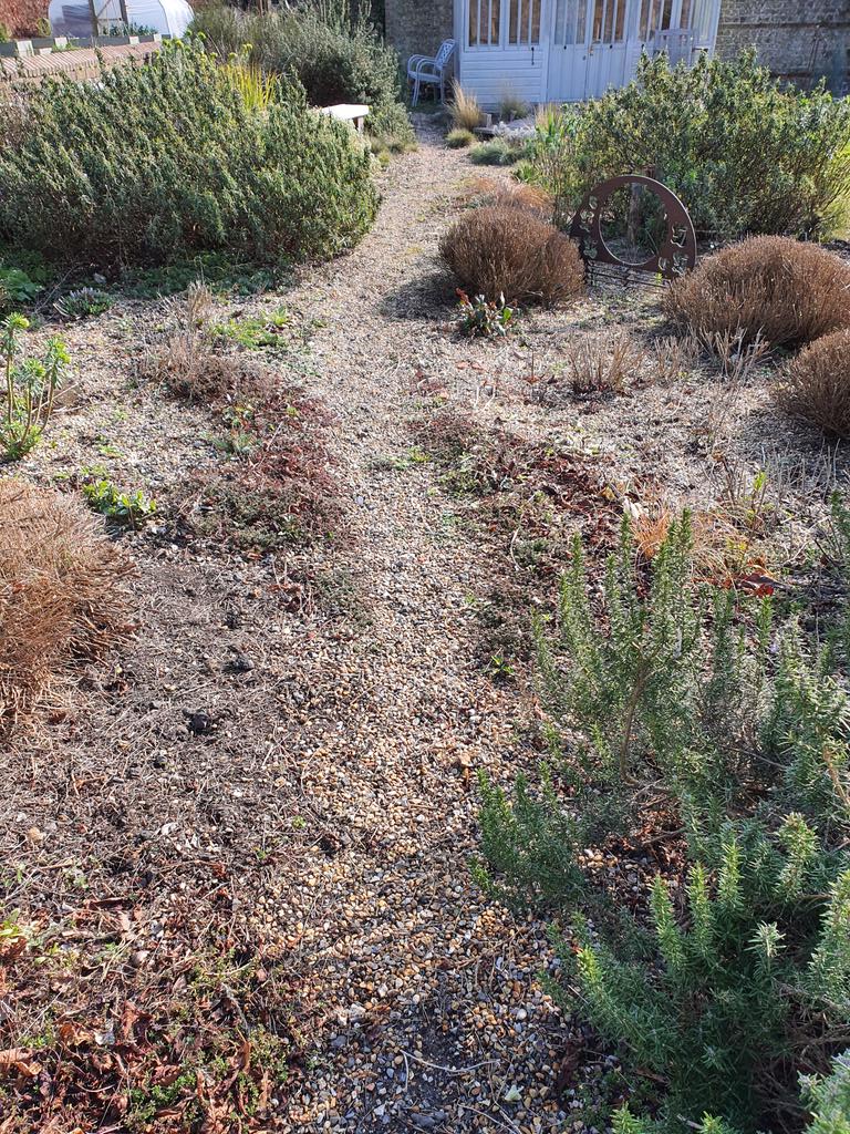 MLaurenceDesign's tweet image. Border pruning done and some gravel mulch top-up. Ready for Spring growth...C&apos;mon!
#Springpruning #ready4Spring #Springgrowth #gravelgardening #drygarden #dryplanting #gravelgarden #loveplants #plantingdesign #gardendesign #gardendesigner #gardendesignsussex #Mediterraneanplants