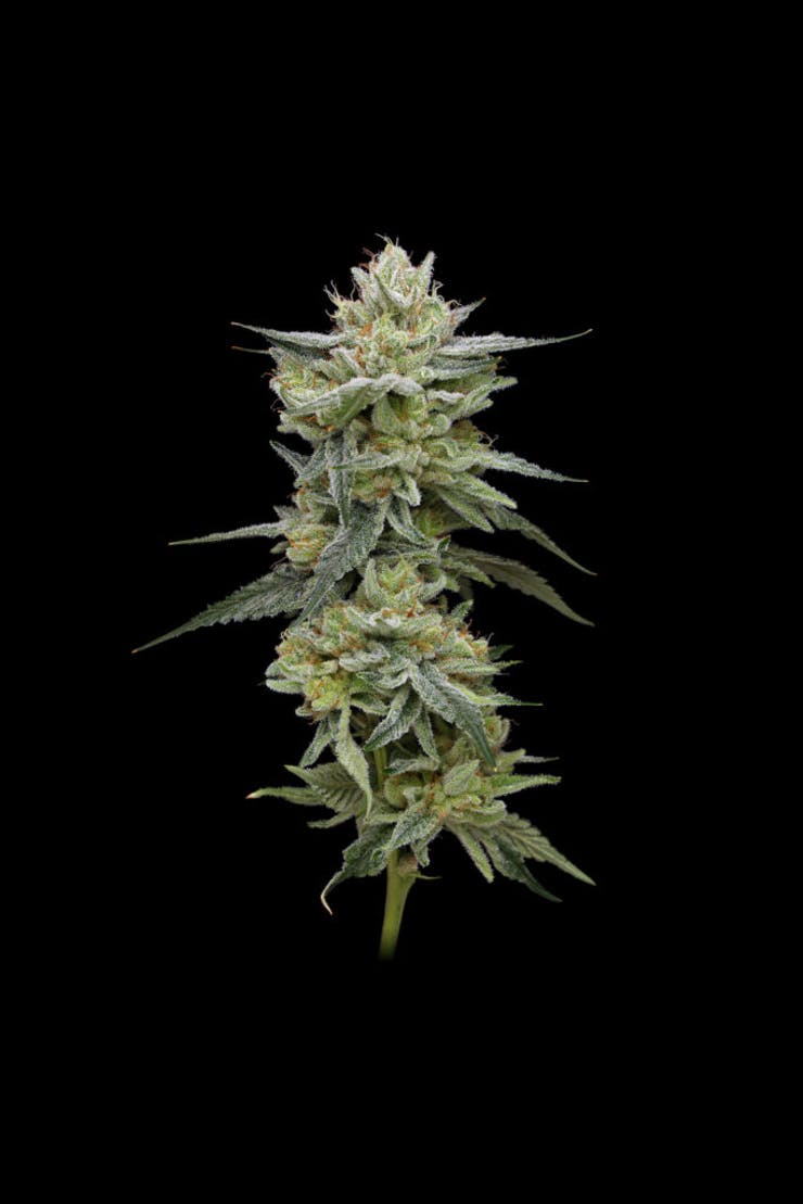 Leafly's tweet photo. #JellyRancher is a cross of #VeryCherry x #NotoriousTHC that sparkles with resin and smells like blue cotton candy and grapes. More seeds you need to pop NOW: https://t.co/wSAcdZ4gYu #LeaflyGrows https://t.co/wfvek1eTav