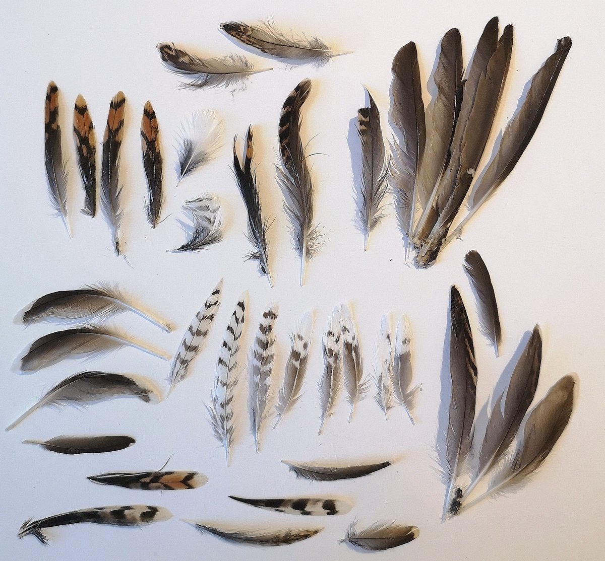 Lucy_Lapwing's tweet photo. Bird nerds! Can I pick your feather brains please? 🧠🤔 I found this GORGEOUS explosion on a walk yesterday. Through some Google trawling, I'm tentatively suggesting snipe? Could I be correct? 😬 Look how varied they are; mottles, stripes and blotches. Soo beautiful! https://t.co/TLWrMi4B9C