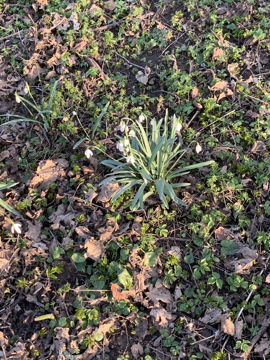 theplanetsue's tweet image. Lovely walk in the countryside ... sometimes the most beautiful places are right on your doorstep #lockdownmagic