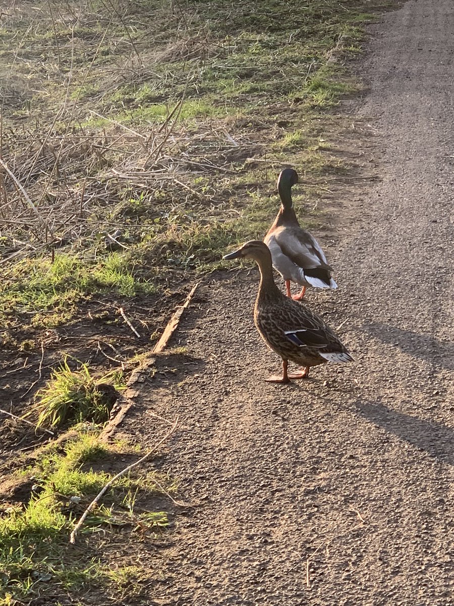 theplanetsue's tweet image. Lovely walk in the countryside ... sometimes the most beautiful places are right on your doorstep #lockdownmagic