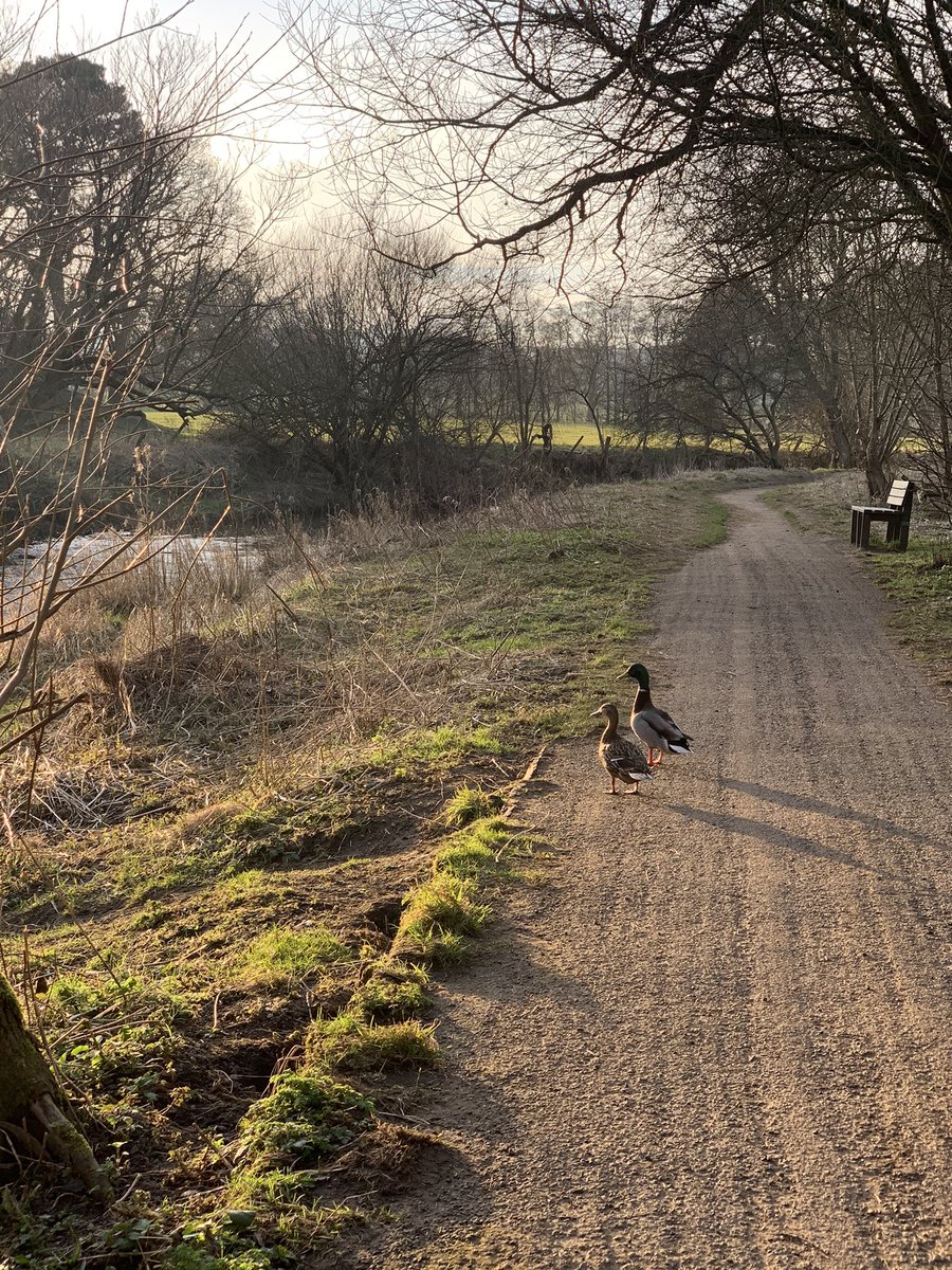 theplanetsue's tweet image. Lovely walk in the countryside ... sometimes the most beautiful places are right on your doorstep #lockdownmagic