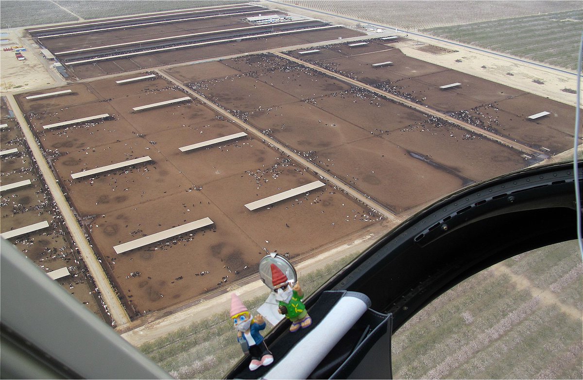 Timothy_Tabitha's tweet photo. Flying yesterday with the G~Man...thee are the "not so happy" California cows...

 #gnomads #gnomesofinstagram #cows #anotherday #lifestyle
 #instapicture #lifeisgood #photooftheday #adventure #aviation #tripofalifetime #travelers #travelling #pilot https://t.co/HbXt3FKiKG