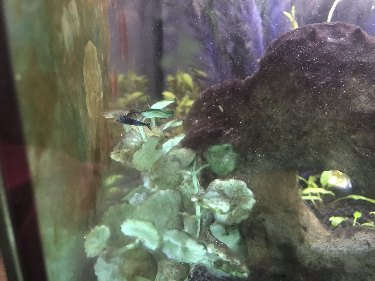 BackupLefey's tweet photo. shrimp 🥺🦐 https://t.co/RK5hN0chAc