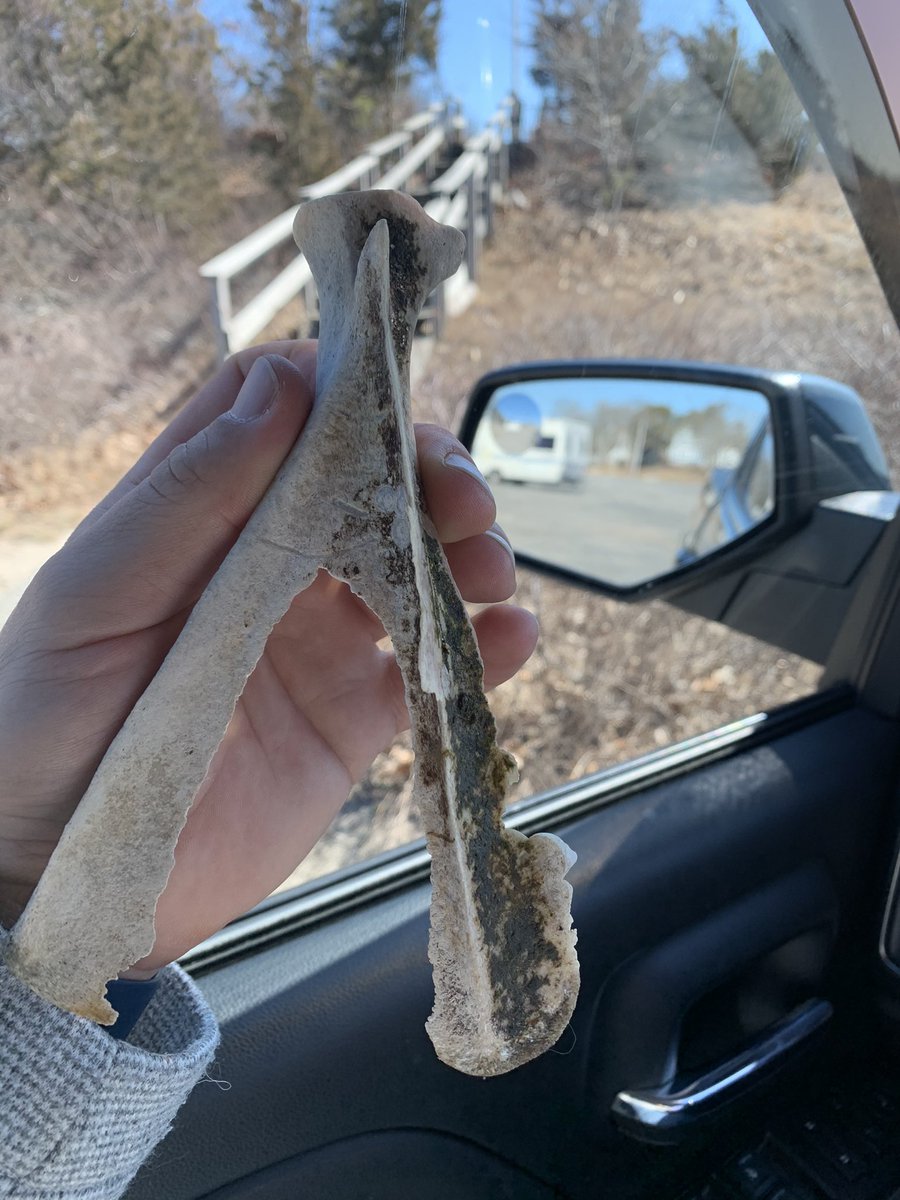 drekampis's tweet photo. Found this today in the ocean, anyone have any idea what kind of bone this is?? https://t.co/XsdNeBYGJ1