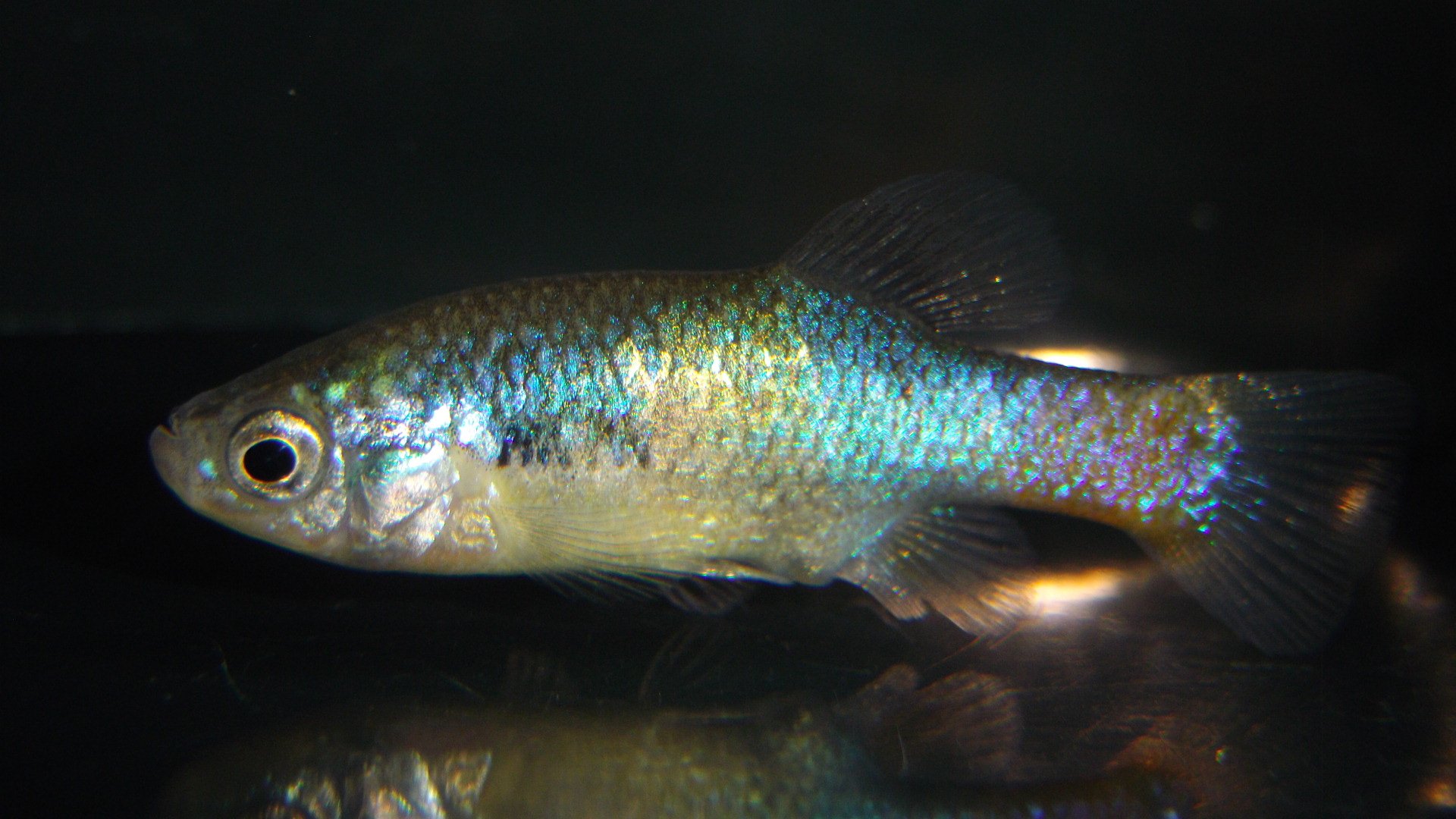 豊橋アマゾン熱帯魚部 𝕏ILike Fish💙(*´・ω・｀)♭ Do you