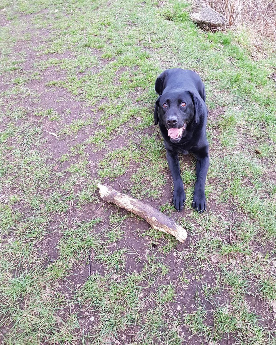 Ibby_tri's tweet photo. 20 minutes throwing this bloomin log for superdog, that'll be my arm workout for the day! 💪 

He's now having his pre-snooze nap to prep him for his proper sleep later 😁🐶 

#getoutside #labradorretriever #bigdaftdog #dogwalk #chasingsticks #blacklabrador #sleepydog https://t.co/zpn595zzdH
