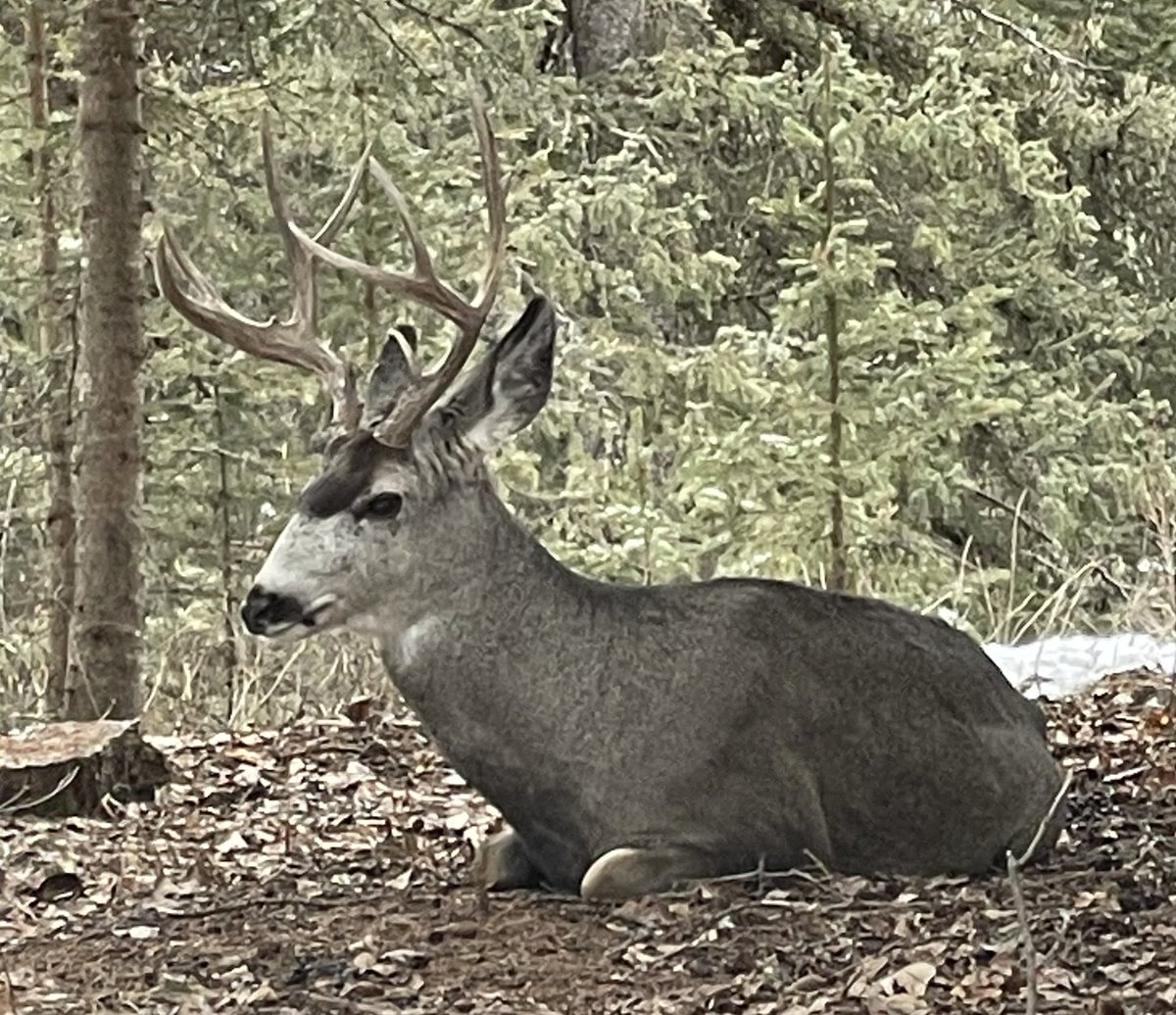 Laureen Teskey Harper tweet media