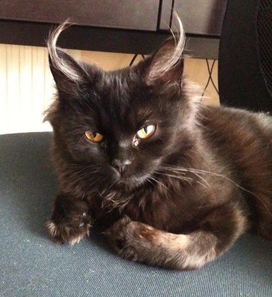 gatitos_qctd's tweet photo. https://t.co/FFVt9KUtdU
