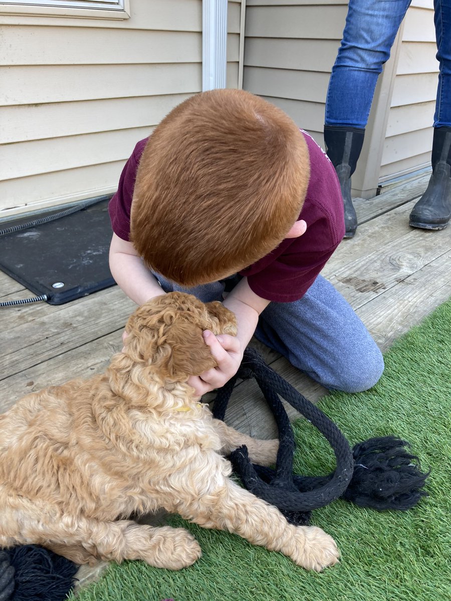 katieclaeys's tweet photo. I swore I would never cave on getting a dog and yet here we are. Meet Stevie Schuyler (yep...that’s from Hamilton) Claeys. In two weeks, she officially moves in. We’re pretty enamored already! https://t.co/bhhpf19jFp