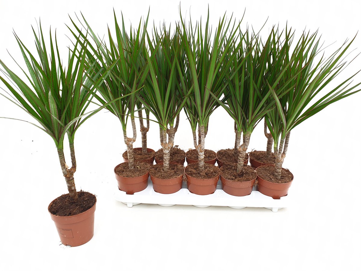 dragontree_nl's tweet photo. Voor de eerste dit jaar weer #Dracaena #Marginata stammetjes met 3 koppen en meer op de klokken van @FloraHolland Naaldwijk en Aalsmeer @snoekbokaal https://t.co/K654seCJRc
