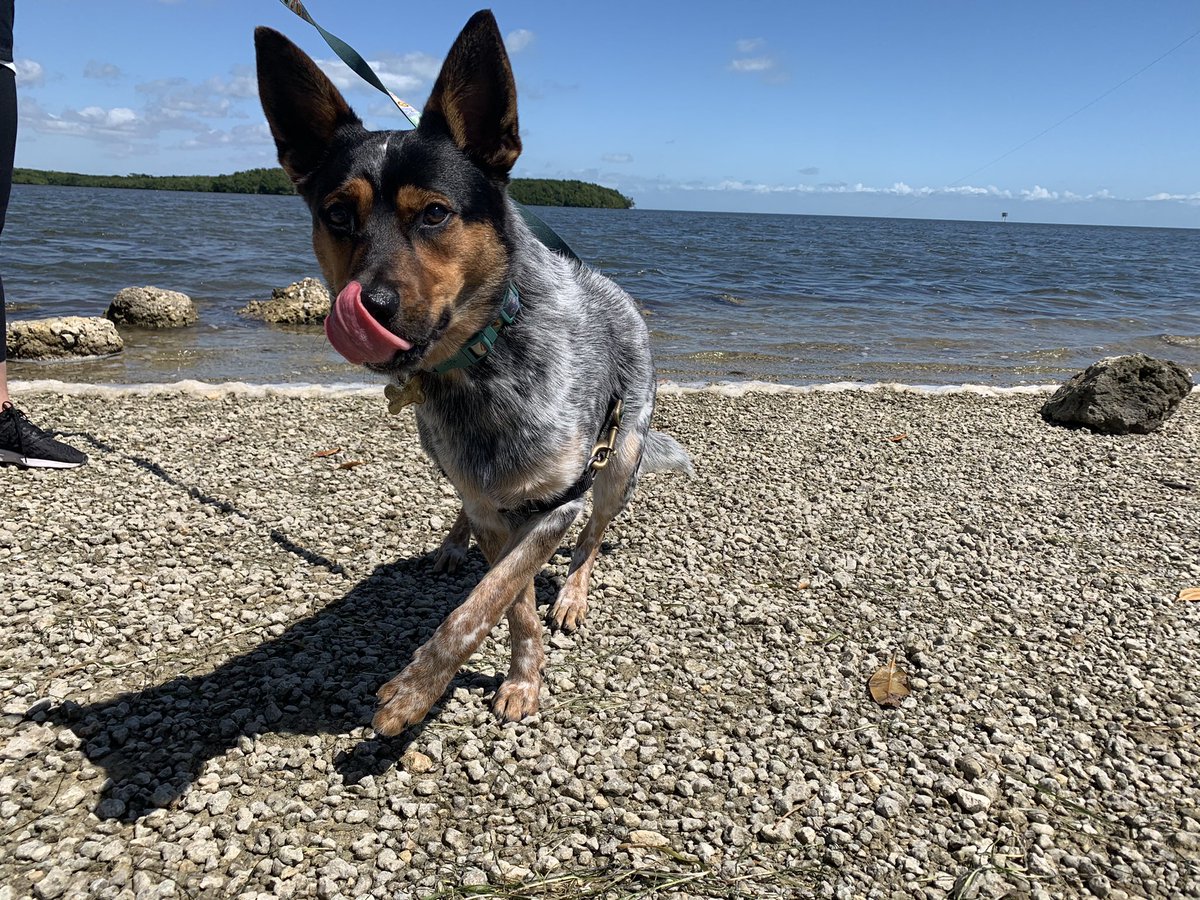 BrianDombrowski's tweet photo. First time in the ocean for Squiggy https://t.co/NBYLOO886H