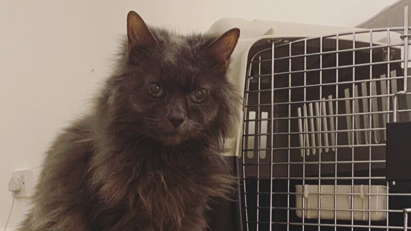 FelineFriendsUK's tweet photo. Our weekly vet bills are eye-watering &amp; we would like to ask our Twitter friends for help. If you can spare any amount, however small, please consider donating &amp; help us save more lives. Thank you! 🙏😻🐾#fundraising  #rescuecats https://t.co/TMctr1E7BK https://t.co/pnKdws38TF