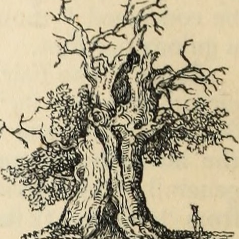 TirweddAC's tweet image. Darlun o'r Dderwen Shordley, coeden a ddefnyddwyd yn ein gwaith i amddiffyn Parc Llwycoed ger Higher Kinnerton rhag datblygiad tai amhriodol. #tirwedd #ymgymghoriaeth #archaeolegol #Wrecsam #treftadaeth #archaeoleg #darlun #coedtir #coedwig #derw #archaeoleg #siryfflint