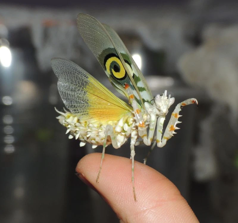 Богомол бабочка. Богомол Pseudocreobotra wahlbergii. Богомол Мантис(бабочка). ШИПАСТЫЙ орхидейный богомол. Spiny Flower Mantis (Pseudocreobotra wahlbergii).