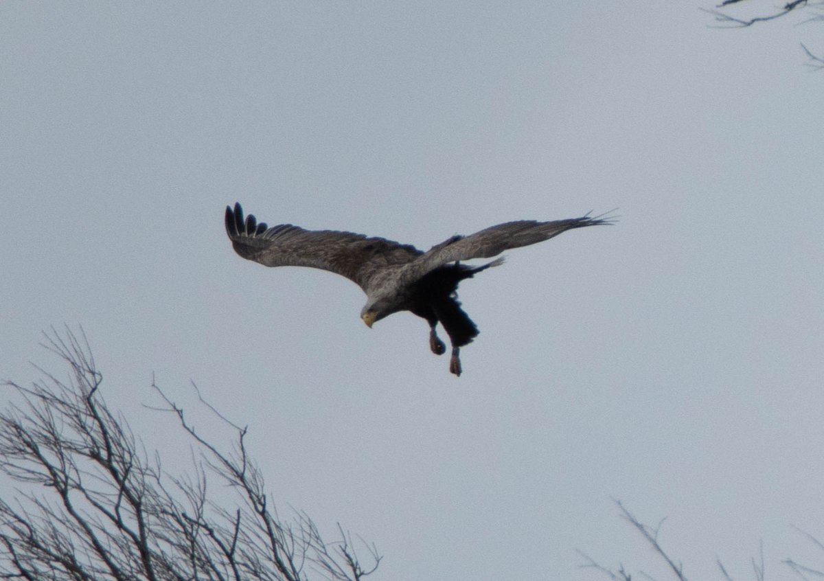 Blakecone's tweet photo. A #whitetailedeagle in flight EagleEagleEagle
#explore_wildlife #eye_spy_birds
#gn_members #gn_photos #global4nature #fridayfowl
#birdphotography #bird_brilliance
#birdsofprey #dichtbijgroen
#birds_matter #BirdsSeenIn2021
#nationalgeographic 
#vogelbescherming
#birds_captures https://t.co/kbrEO0sg3l