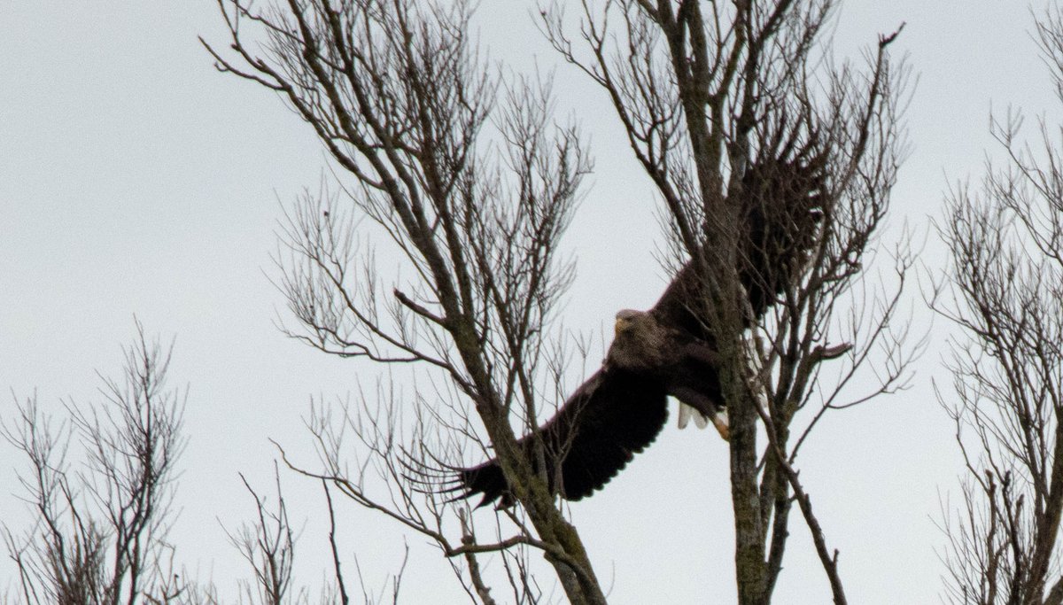 Blakecone's tweet photo. A #whitetailedeagle in flight EagleEagleEagle
#explore_wildlife #eye_spy_birds
#gn_members #gn_photos #global4nature #fridayfowl
#birdphotography #bird_brilliance
#birdsofprey #dichtbijgroen
#birds_matter #BirdsSeenIn2021
#nationalgeographic 
#vogelbescherming
#birds_captures https://t.co/kbrEO0sg3l