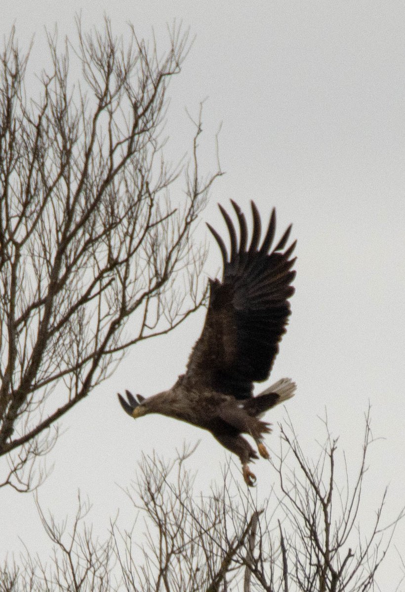 Blakecone's tweet photo. A #whitetailedeagle in flight EagleEagleEagle
#explore_wildlife #eye_spy_birds
#gn_members #gn_photos #global4nature #fridayfowl
#birdphotography #bird_brilliance
#birdsofprey #dichtbijgroen
#birds_matter #BirdsSeenIn2021
#nationalgeographic 
#vogelbescherming
#birds_captures https://t.co/YMk3AUL51O