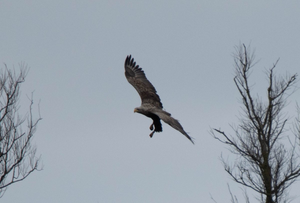 Blakecone's tweet photo. A #whitetailedeagle in flight EagleEagleEagle
#explore_wildlife #eye_spy_birds
#gn_members #gn_photos #global4nature #fridayfowl
#birdphotography #bird_brilliance
#birdsofprey #dichtbijgroen
#birds_matter #BirdsSeenIn2021
#nationalgeographic 
#vogelbescherming
#birds_captures https://t.co/YMk3AUL51O