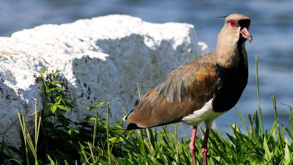 birdsofbrazil's tweet photo. If this bird looks scary to you, you are right. They are highly territorial, attacking any animals that come near - including humans. Sensible locals keep their distance from couples. They sound an 'alarm' when danger is near, and capybaras and farmers take advantage of that. https://t.co/PZSyFF1lJu