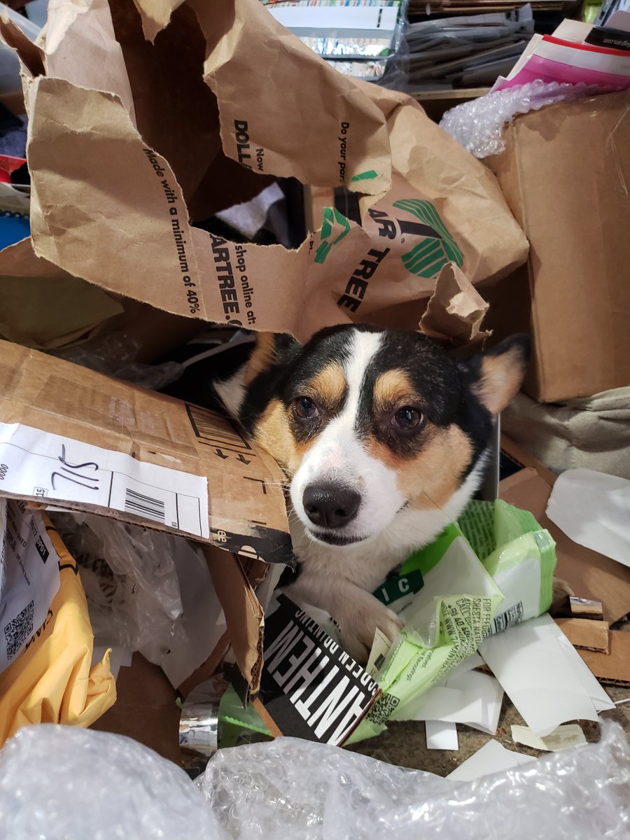 mistyfigs's tweet image. Luci is very proud of the mess she made in the recycling.