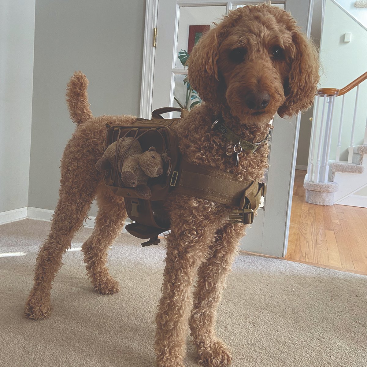 lines_mack's tweet photo. This #standardpoodle is ready to go to work! https://t.co/FM4JILAb5O
