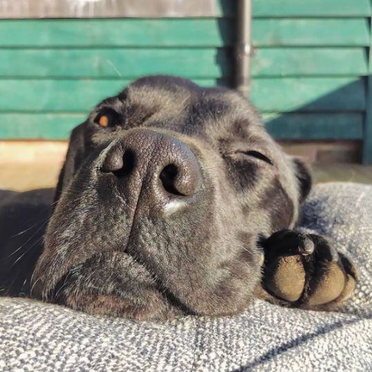 OrvisUK's tweet photo. It looks like Yossarian loves his outdoor bed! Where is your dog's favourite place to enjoy the sun? πΎ #OrvisUK #OrvisDogs #Dog #WeLoveDogs
πΈ: IG - TheGinDog https://t.co/MXXHTAAubM