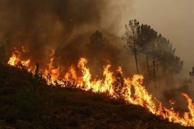 tweetsuva's tweet photo. #SaveAjodhyaHills
#PrayForAjodhya
#saveforest https://t.co/n5zDRHnhYa