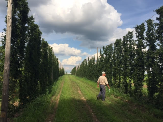 Lot 17 Hop Yard tweet media