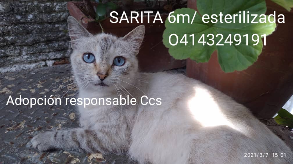 GAMascotas's tweet photo. #CaracasEnAdopcion hermosa gatita #TabbyPoint, 6 meses, esterilizada, rescatada del abandono #BuscaHogar amoroso y responsable. 📞 0414-3249191 https://t.co/dt7dUDv2mf