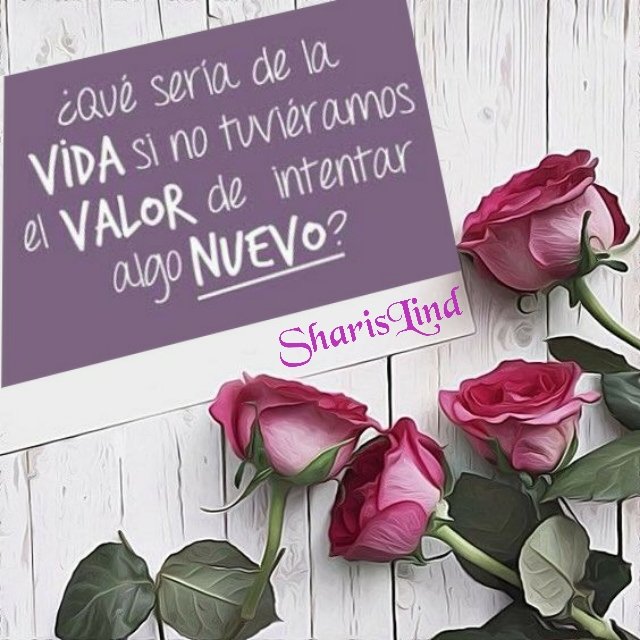 #FelizDomingo a todos 🌹