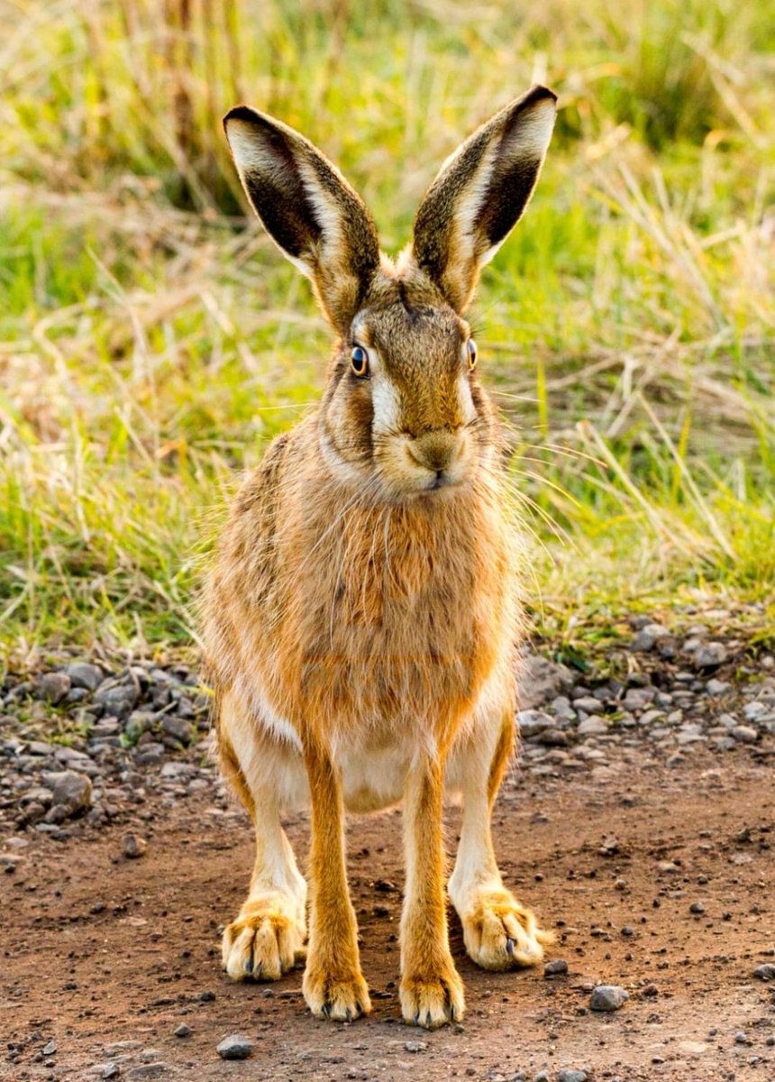 Dilys 🎨🐝🐕🌱🐦🍉🎼 tweet media