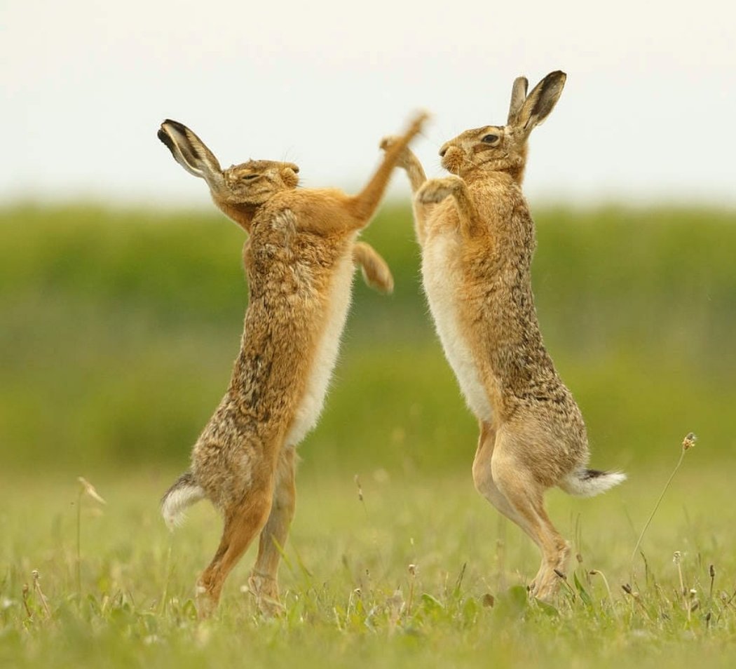 Dilys 🎨🐝🐕🌱🐦🍉🎼 tweet media