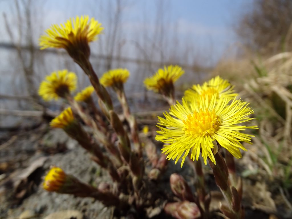 With water level fluctuations playing a big part in shoreline that's not submerged some years can be superb for Coltsfoot in Cotswolds Water Park #wildflowerhour