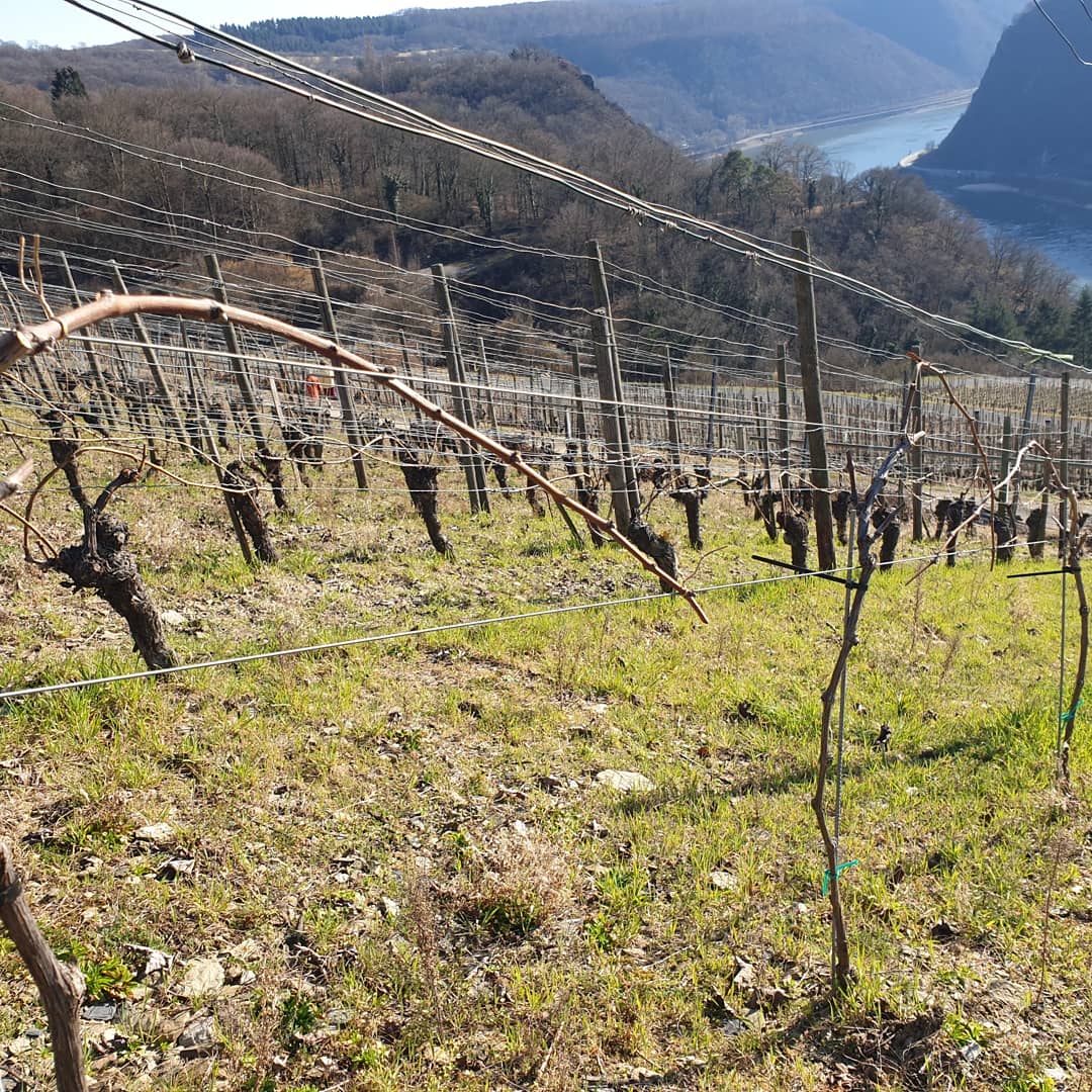 jens_schreiber's tweet photo. Heute wieder bei herrlichem Wetter im Weinberg. Rebschnitt abgeschlossen und dank fleißiger Unterstützung der Tochter direkt auch alle Reben angebunden. #wineinprogress #jahrgang2021 #johanniter #rebschnitt #rebenbinden #winzergenossenschaftloreley #bornich https://t.co/YfmyRoF16e