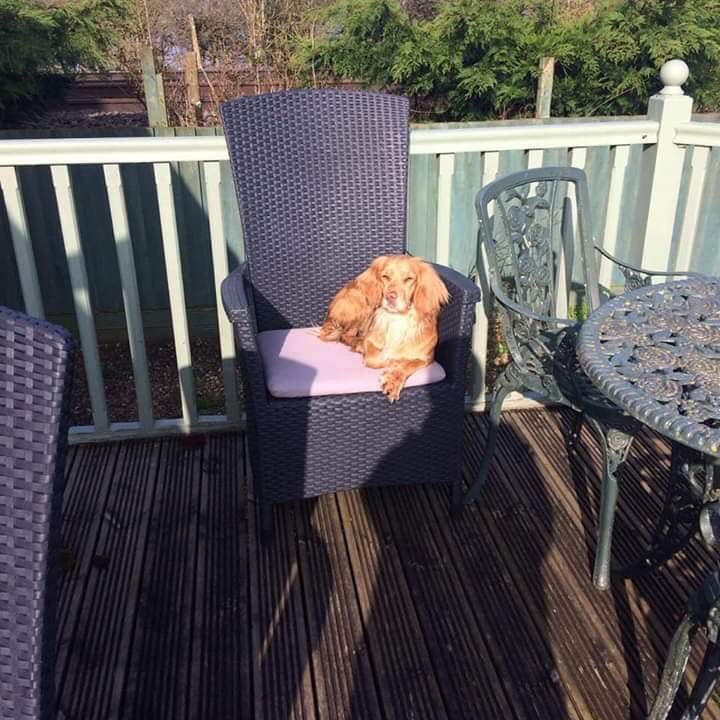 colliesontherun's tweet photo. I wonder where ANNA spent #summer20 #lockdown20
Hoping your well looked after gorgeous lady
HAVE YOU SEEN ANNA?
SHES A DODGY RIGHT EAR
YOUโD KNOW IF YOU HAD FOUND ANNA? Yeah.....
#beautifulAnna stolen on a walk #Herefordshire #HR1
https://t.co/NrAtXCBclL https://t.co/i9PQ4Pe1BU