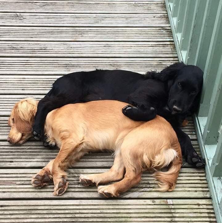 colliesontherun's tweet photo. I wonder where ANNA spent #summer20 #lockdown20
Hoping your well looked after gorgeous lady
HAVE YOU SEEN ANNA?
SHES A DODGY RIGHT EAR
YOUโD KNOW IF YOU HAD FOUND ANNA? Yeah.....
#beautifulAnna stolen on a walk #Herefordshire #HR1
https://t.co/NrAtXCBclL https://t.co/i9PQ4Pe1BU