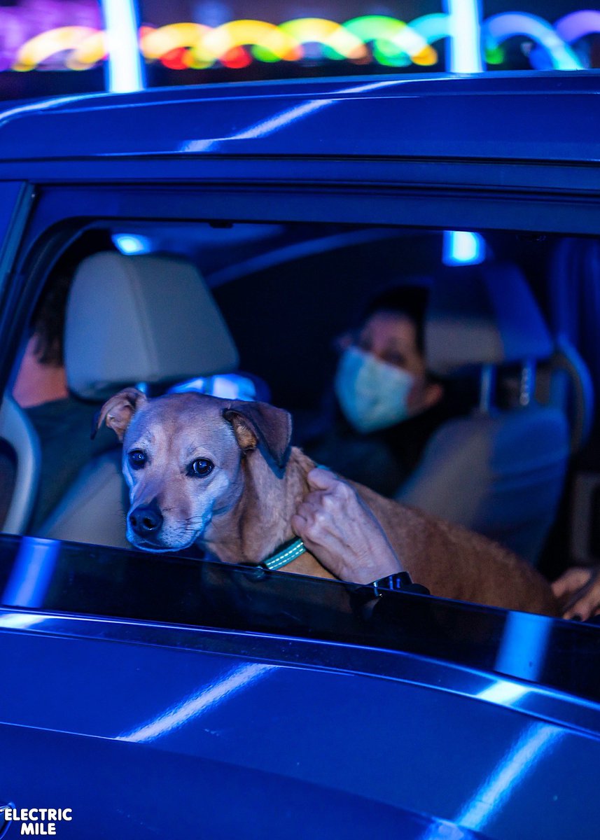We love our #DogsofElectricMile!❤️🐶 Snap a photo of your furry friend’s journey under the lights before our FINAL NIGHT March 14! 🚗 Be sure to tag us + <a href="/PasqualeRotella/">Pasquale Rotella</a> so we can spread the love.🤗 

Ready for a roundtrip? Limited weekend tix remain → insom.co/emFUN