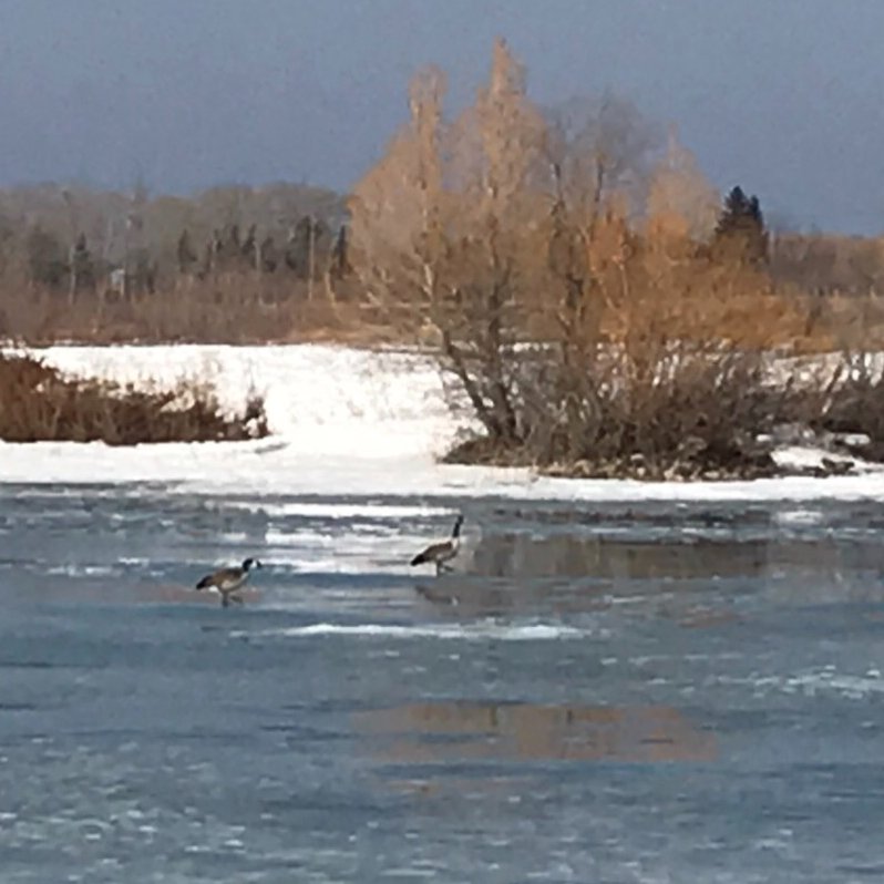 TerryDuguid's tweet photo. March 7th, high of plus 11, sunny skies, Canada Geese returning to #fortwhytealive in south Winnipeg. Things are looking up! https://t.co/4BKus6H5Wz