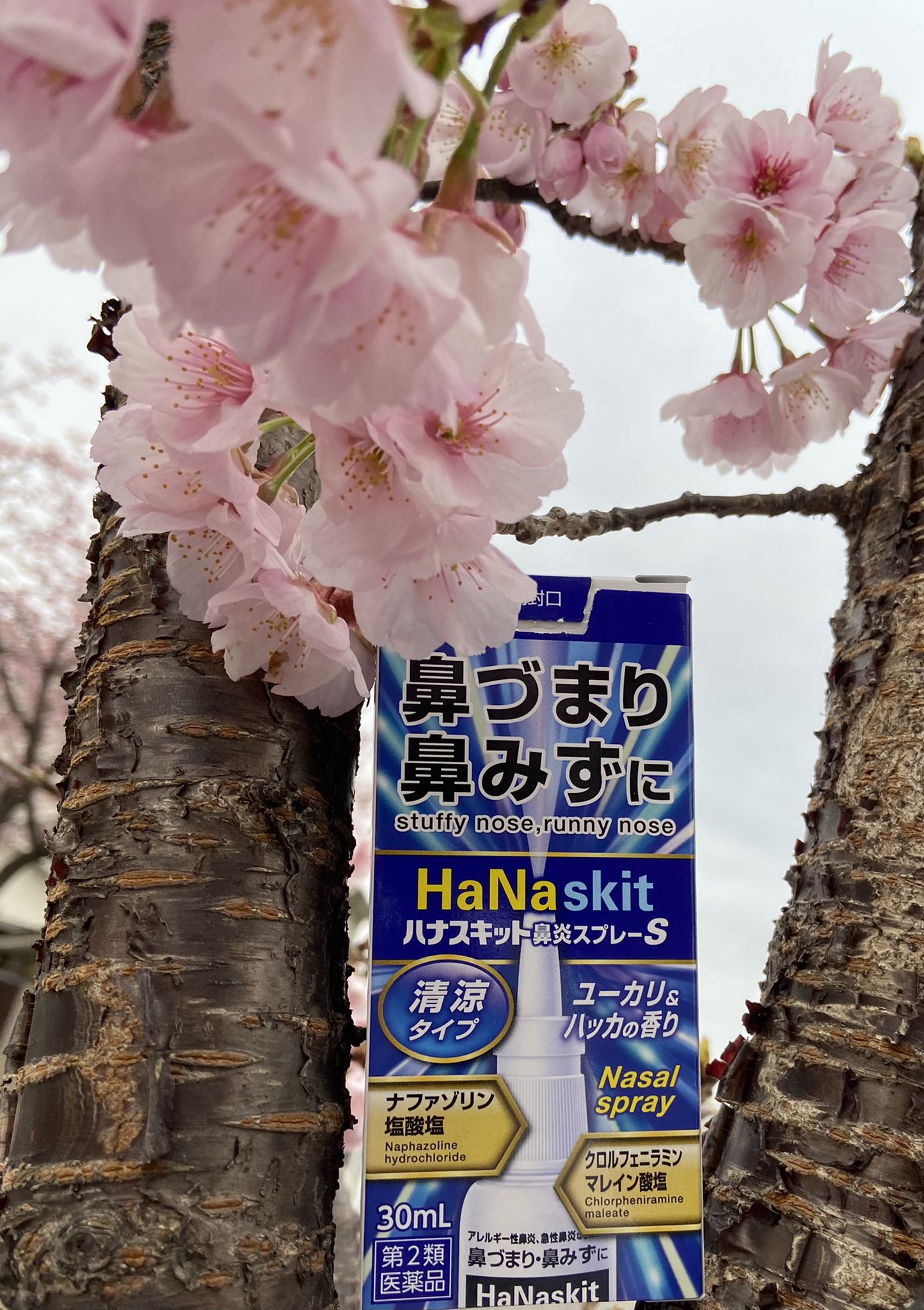 株式会社タカミツ 公式 愛知のシップ薬製造メーカー Pa Twitter 一足先に満開を迎えた名古屋市東区飯田町の早咲き桜 それと同時に花粉シーズンも真っ只中です そんな花粉症でお悩みの方は 是非ハナスキット鼻炎スプレーｓをお試しください ハナスキット