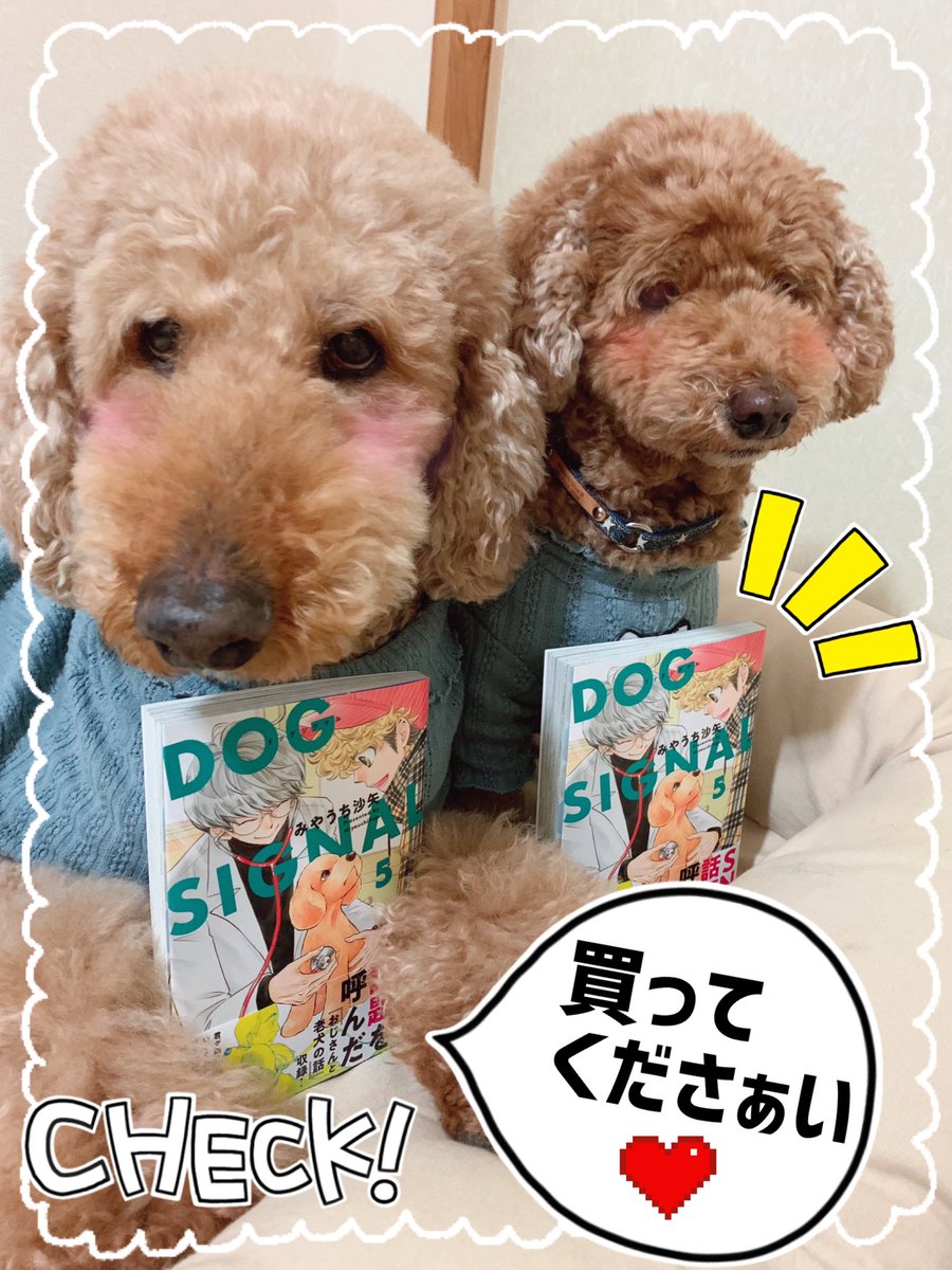 【最新刊発売】
DOG SIGNAL5巻
紙と電子で本日発売‼️

?登場犬種
ビションフリーゼ
ミニチュアシュナウザー
オールドイングリッシュシープドッグ
ジャックラッセルテリア
トイプードル、スタンダードプードル
https://t.co/p1NpbRJ6u8

よろしくです‼️?
#DOGSIGNAL https://t.co/9JHI1QJubT 