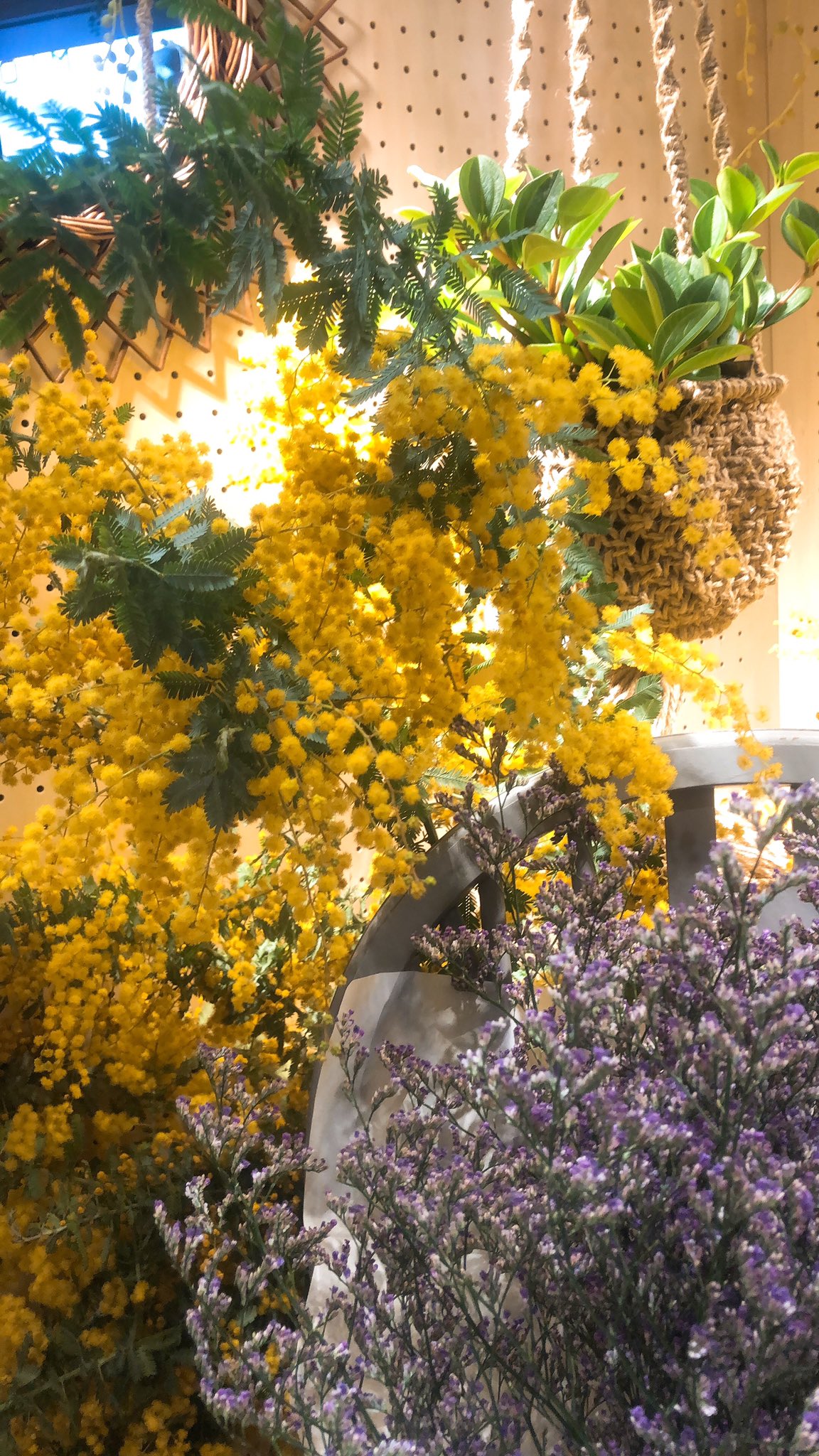 沢田なみ 大阪貴楼館 On Twitter 3月8日はミモザの日 イタリアでは 男性から女性へ感謝の気持ちを込めてミモザの花をプレゼントする日だそうです 今日は家事を休んでゆっくりすごしてねっていう意味があるのだとか 私は思いがけない人からミモザをいただき