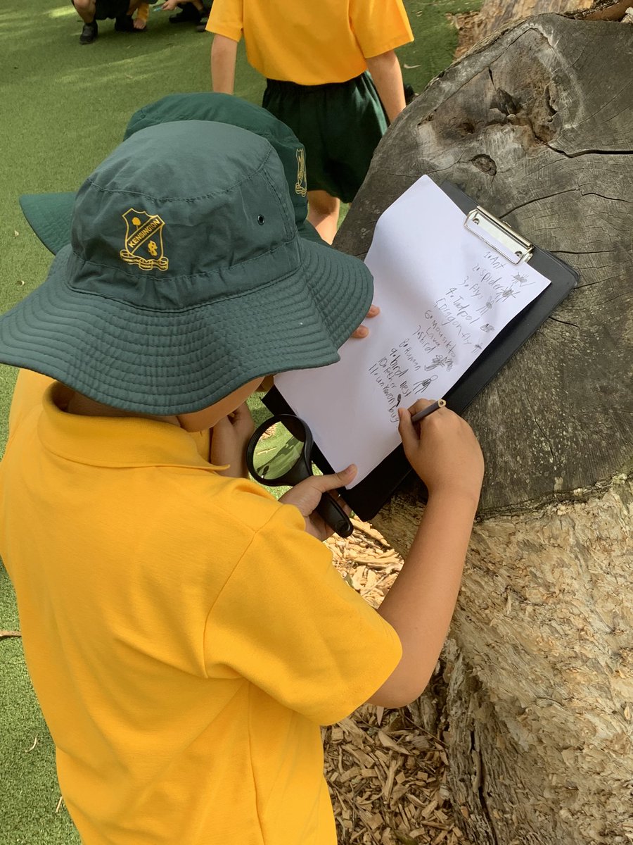 KENSINGTONPS's tweet image. We spent the morning being citizen scientists and making observations of living things in our KPS playground #2F #MiniScientists #CitizenScience