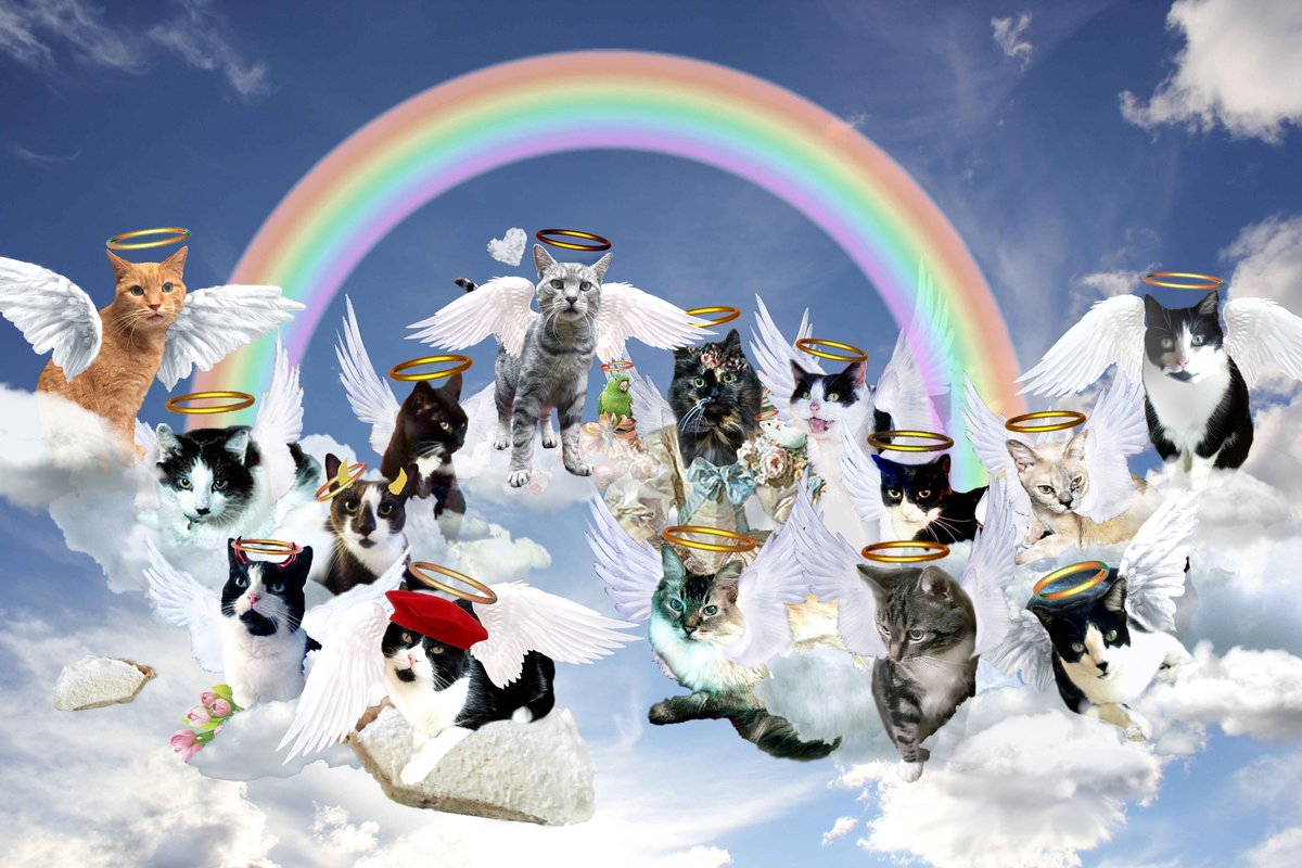 BarbaraBpiwetz's tweet photo. @Zozie_zo * #RIPZoe Bootiful Norty Gurl, my luvs u. https://t.co/I49fevnkGb