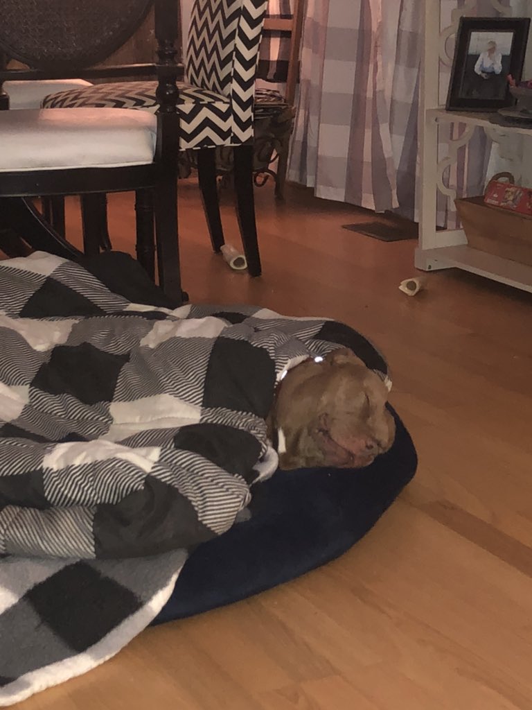 xnioope's tweet photo. @xCermia maybe this picture of dodge sleeping will help https://t.co/uDh9tcVWYF