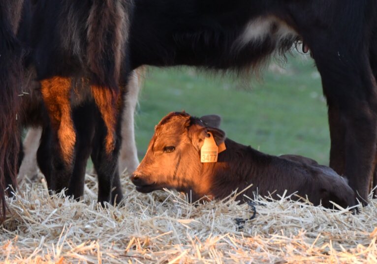 Vida!
<a href="/ToroAndaluz/">PlataformaToroBravoAndaluz</a> 
<a href="/AgriculturAnd/">Consejería AgriPesca</a> 
@juanmamorenobonilla