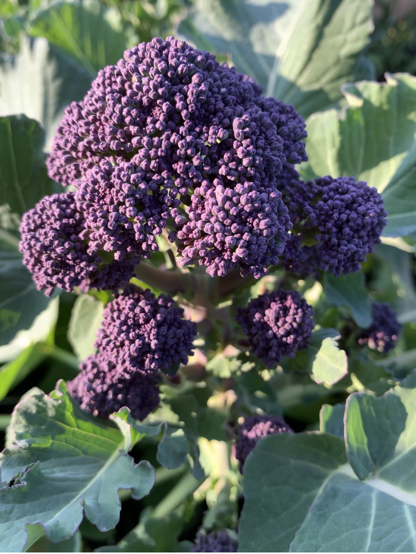 Murphlemurph's tweet photo. After 2 weeks away a lovely surprise awaited at the #allotment

#Broccoli #PurpleBroccoli #Chuffed 😁🌿🥦 https://t.co/sDGteNbzYO