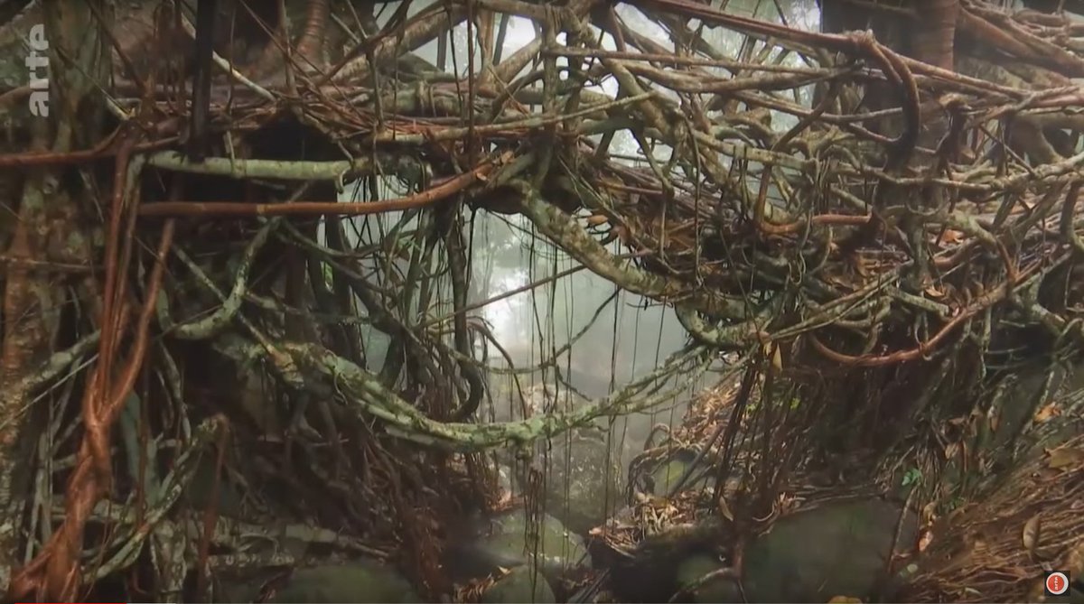 living bridges youtu.be/9DilgkXDAkU