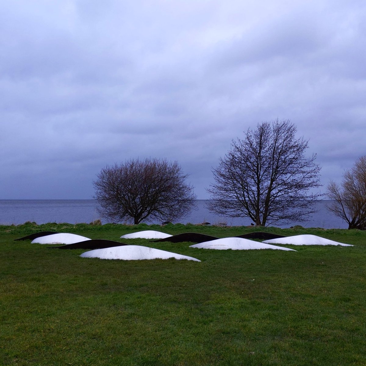 lucygetsoutmore's tweet photo. The Eels 🌊

Inspired by the tradition of eel fishing along the shores of Lough Neagh, local artist Trudi Entwhistle's  beautiful sculpture 'Eel Retreat' suggests the movement of eels over land and sea and reflects the process of line fishing, a declining industry in the area. /1 https://t.co/j74AVU14WQ